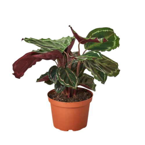 Prayer Plant