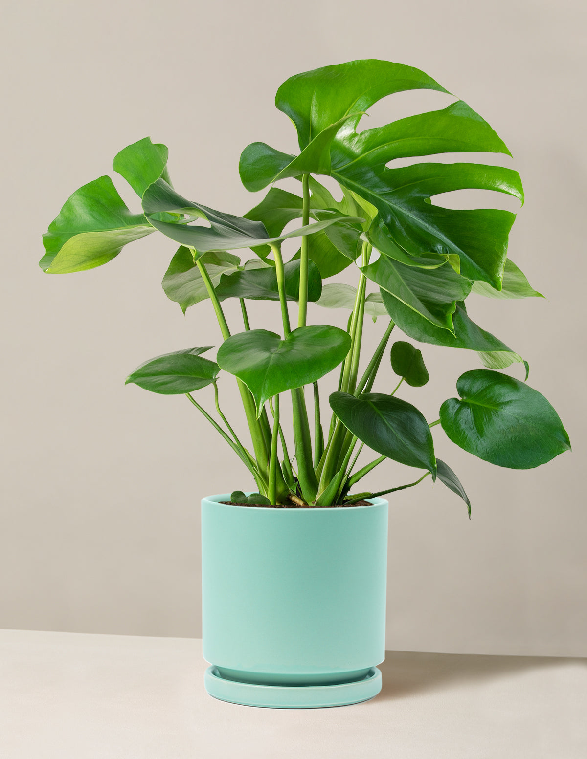 Monstera Delicosa