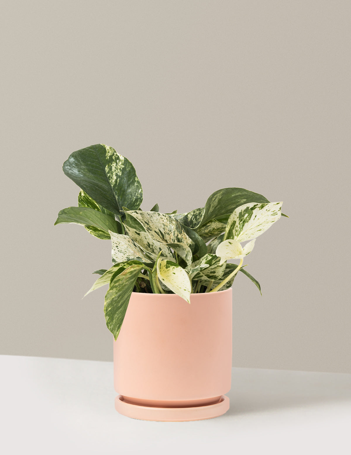 Pothos